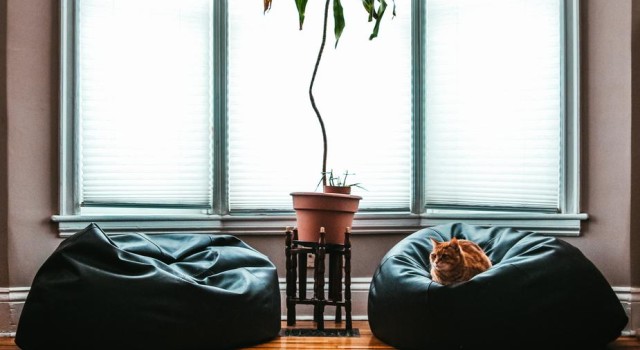 comfortable living room cat